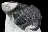 Bargain, Enrolled Cornuproetus Trilobite #68761-3